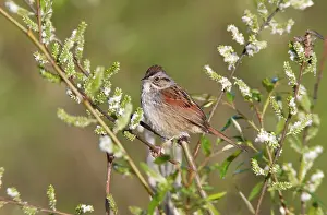 Georgiana: Swamp Sparrow - spring