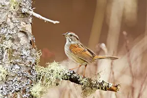 Georgiana: Swamp Sparrow - On territory