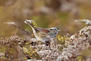 Georgiana: Swamp Sparrow - in winter plumage