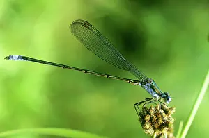 Spreadwing: Swamp Spreadwing Damselfly
