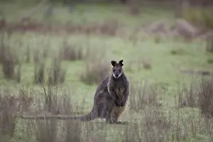 Wallaby: Swamp Wallaby - Black-tailed Wallaby - Chiltern