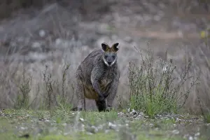 Wallaby: Swamp Wallaby - Black-tailed Wallaby - Chiltern