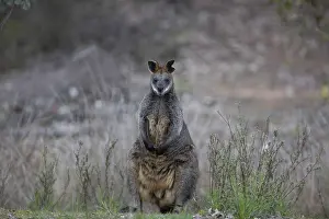Wallaby: Swamp Wallaby - Black-tailed Wallaby - Chiltern