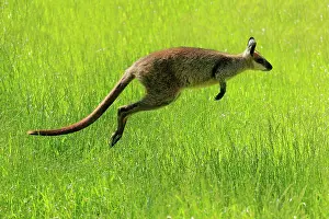 Cuddly: Swamp wallaby (Wallabia bicolor), adult, Cuddly