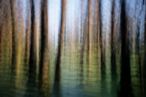 Distichum: Swampcypress