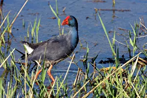 Swamphen: Swamphen