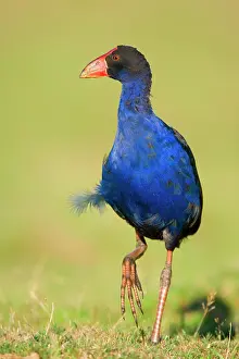 Swamphen: Swamphen - strolling over a meadow