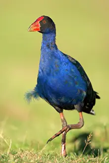 Swamphen: Swamphen - strolling over a meadow