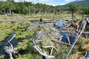 Fuego: Swampland in Tierra del Fuego National Park, Tierra