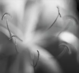 Monochrome: SwampLily