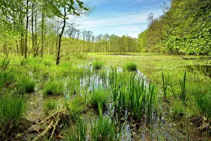 Rgen: Swampy moor lake in spring, Jasmund National Park