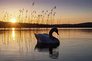 Kochel: Swan (Cygnus olor), sunset, reeds, Kochel am See