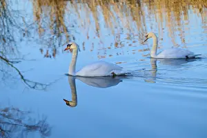 Reeds: Swan (Cygnus olor), two swans swimming gracefully through a clear lake surrounded by reeds