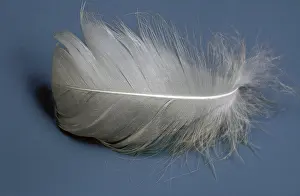 Insulation: Swan Down Feather
