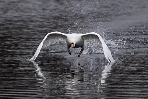 Stretching Its Wing: Swan flying with spread wings just above calm water, Mute