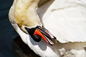 Groom: Swan Grooming