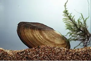 Emma Coghlan: SWAN MUSSEL
