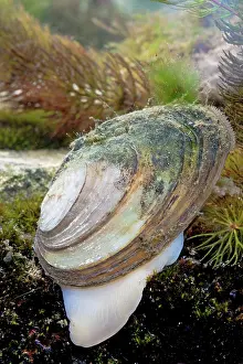 Photographed: Swan mussel - Photographed underwater showing foot