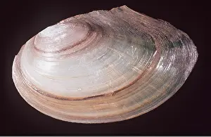 Stripes: Swan Mussel Shell - Seasonal growth lines