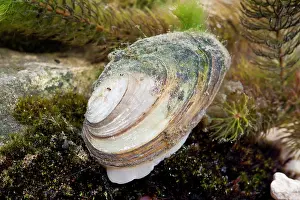 Mussel: Swan Mussel - showing foot emerging from shell
