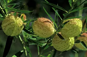 Asclepias: Swan Plant / Balloon Flower - inflated globose