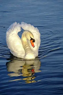 Nymphenburg: Swan, swans, Mute swans (cygnus olor) at Nymphenburg