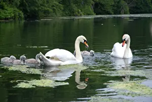 Wells: Swans and cygnets eating weeds in lake