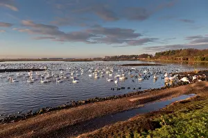 Blackpool: Swans - with ducks and geese