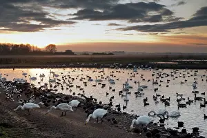 Blackpool: Swans - with ducks and geese