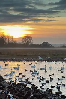 Blackpool: Swans - with ducks and geese