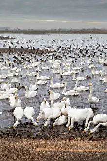 Blackpool: Swans - feeding - with ducks and geese