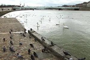 Quay: Swans and pigeons on the Rhone - Lyon France
