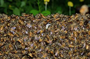 Apis: Swarm of Bees - Klungkung, Bali, Indonesia