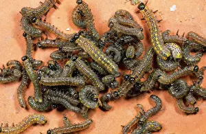 Sawfly: Swarm of Berberis SAWFLY larvae
