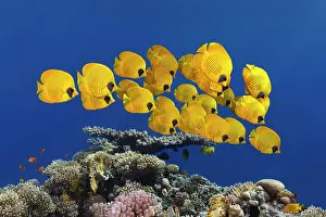 Butterflyfish: Swarm Bluecheek butterflyfishes (Chaetodon semilarvatus)