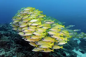 Snapper: Swarm of fish Bluestripe snapper (Lutjanus kasmira)