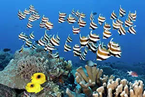 Butterflyfish: Swarm of fish Pacific bannerfish (Heniochus chrysostomus)