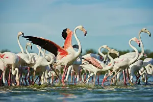 Maries: Swarm of Greater flamingos (Phoenicopterus roseus)