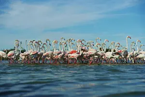 Maries: Swarm of Greater flamingos (Phoenicopterus roseus)