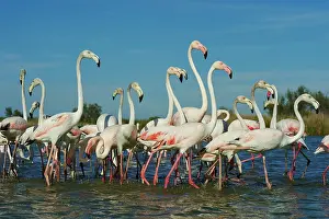 Maries: Swarm of Greater flamingos (Phoenicopterus roseus)
