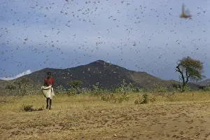 Locust: Swarm of Locusts