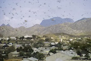 Locust: Swarm of Locusts