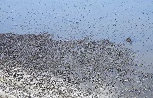 Midges: Swarm of Midges