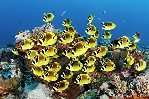 Butterflyfish: Swarm Raccoon butterflyfishes (Chaetodon lunula)