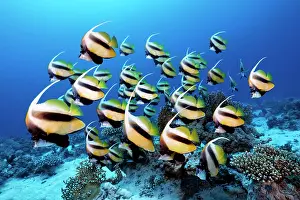 Butterflyfish: Swarm Red Sea bannerfish (Heniochus intermedius)