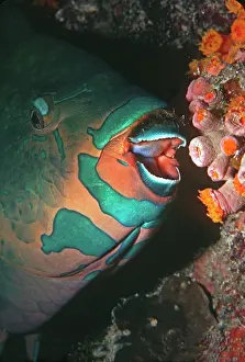 Scarus: Swarthy Parrotfish - about to bite into a coral