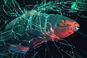 Tangled: Swathy parrotfish - Female tangled in net