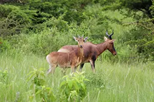 Swayne: Swayne's Hartebeest