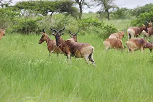 Alcephalus: Swayne's Hartebeest