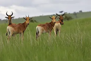 Alcephalus: Swayne's Hartebeest
